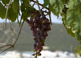 Weintrauben