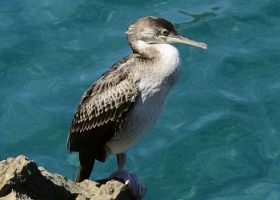 Kormoran