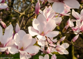 Magnolien