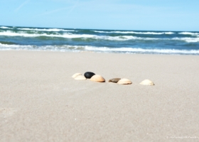 Muscheln-am-Strand